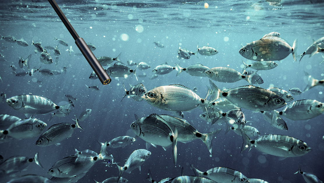 How to Film Wildlife Underwater without an Action Camera DEPSTECH
